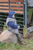 Kolędowanie scholi rodzinnej 2023