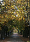 Ulice Komorowa