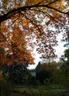 Ulice Komorowa
